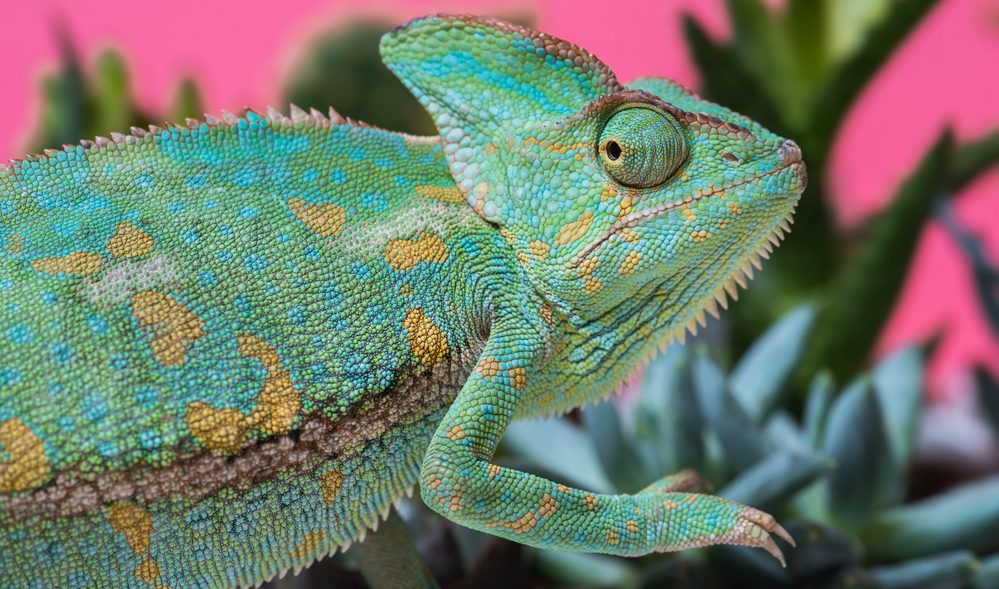 Repticon returns to the Gwinnett County Fairgrounds this weekend