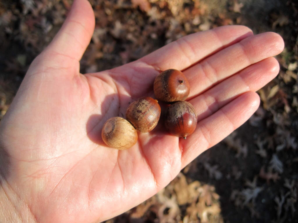 Eating Acorns: From Foraging To Cooking & Recipes