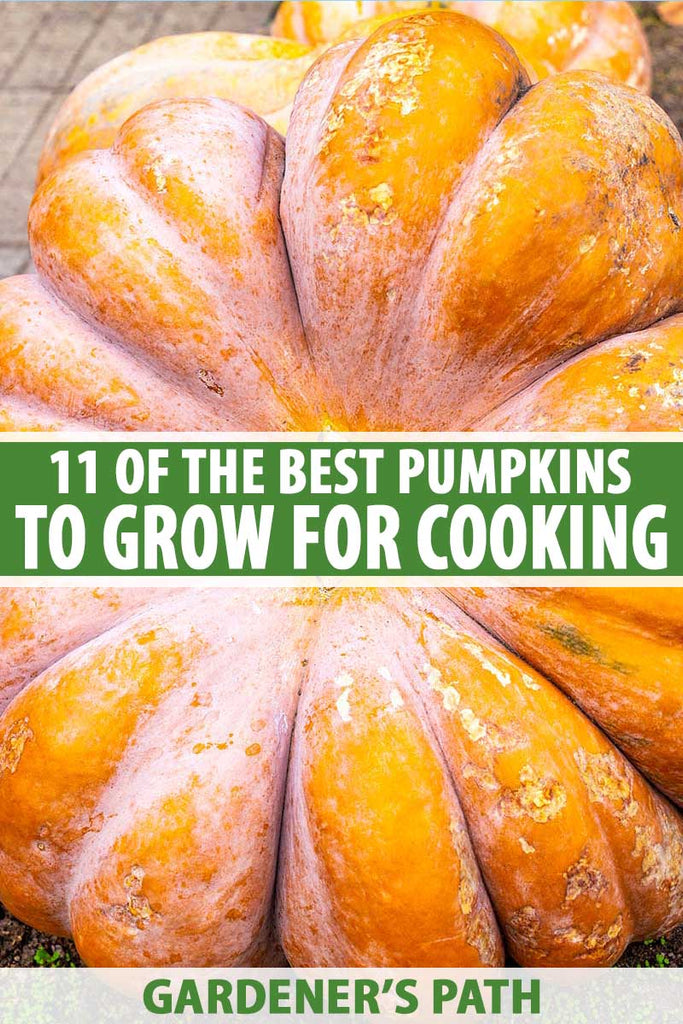11 of the Best Pumpkin Varieties for Cooking