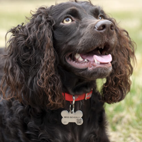 Saturday Freebies – Free Custom FidoAlert or TabbyAlert ID Tags