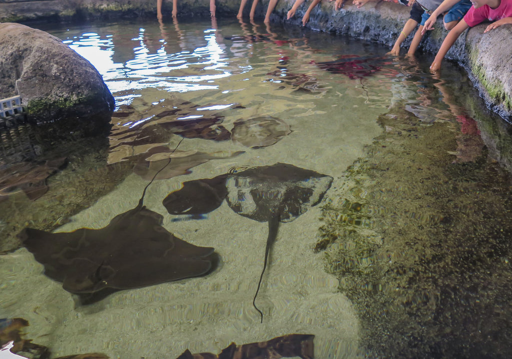 24 Best Things to Do in Chula Vista, California