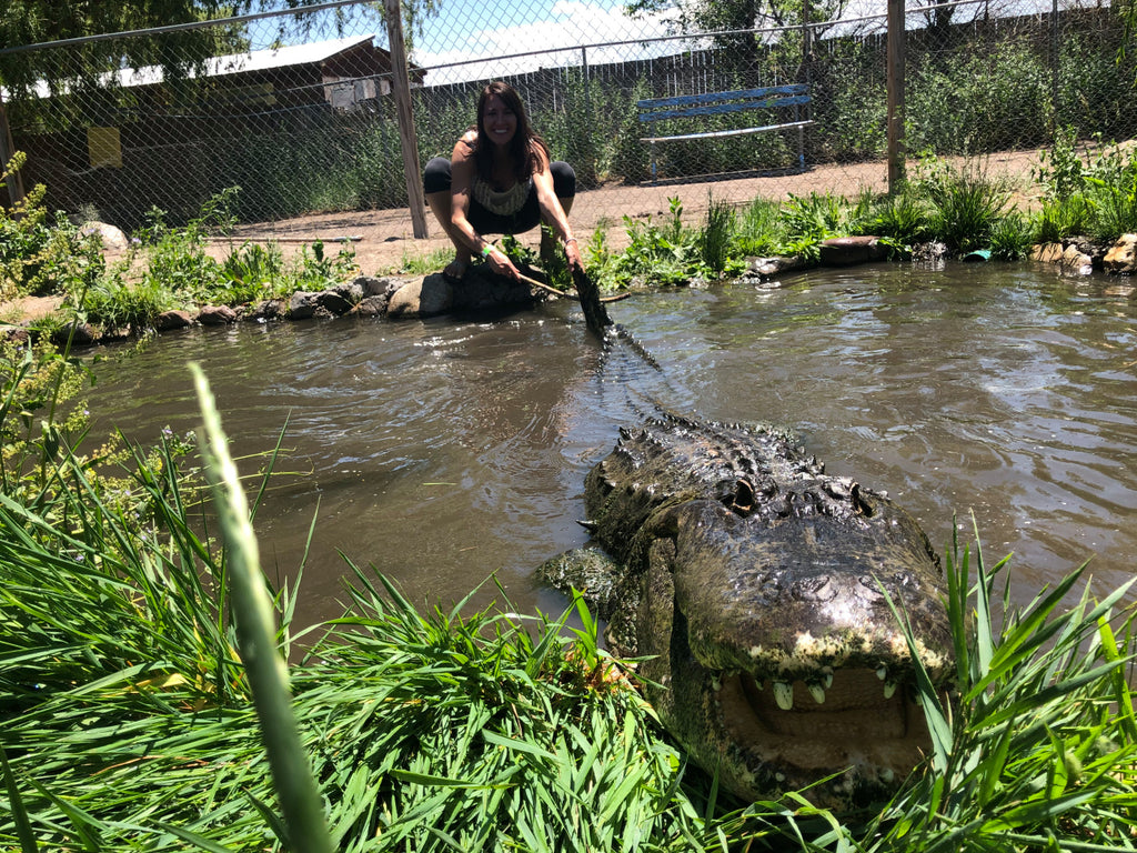 Colorado: Home of scenic mountains, endless craft beer and … alligator wrestling?