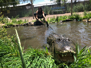 Colorado: Home of scenic mountains, endless craft beer and … alligator wrestling?