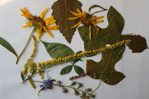 How to Dry Flowers in the Microwave