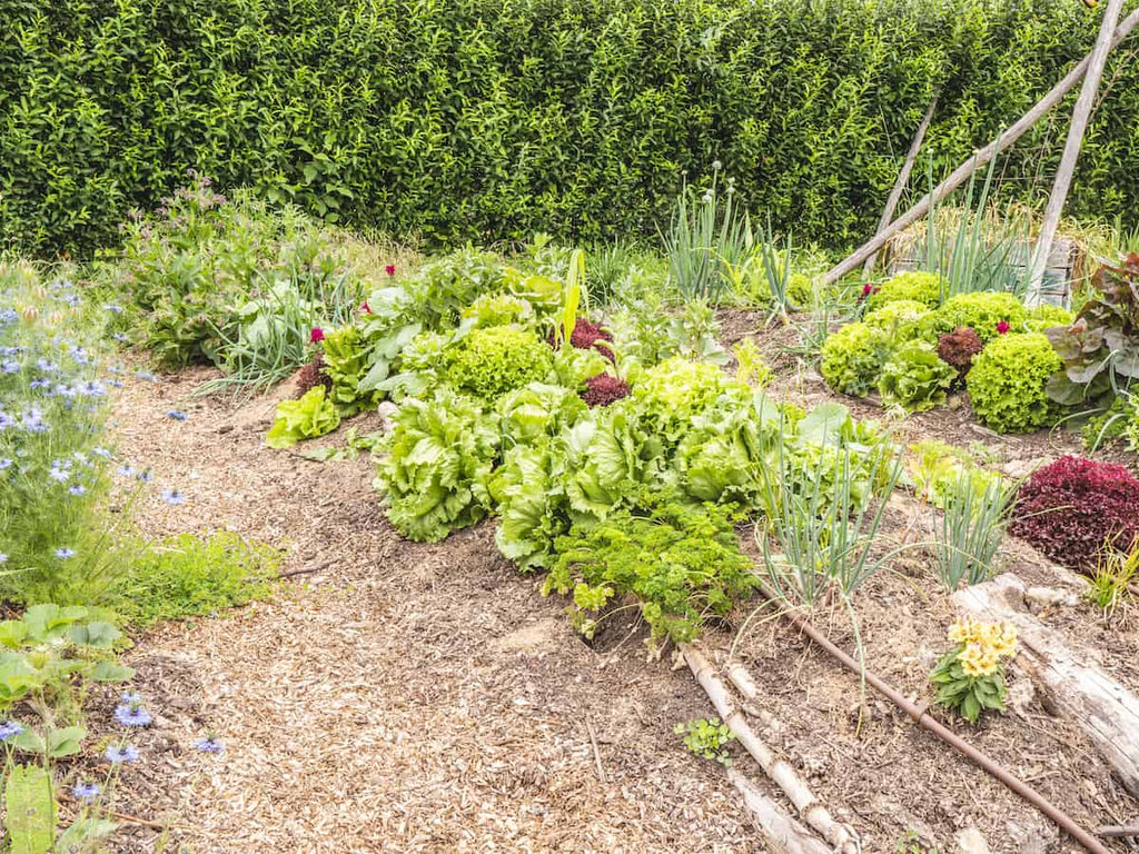 How I Create a No Dig Lasagna Garden