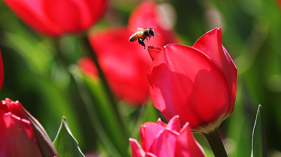 Spring recipes: Eating healthy during the spring