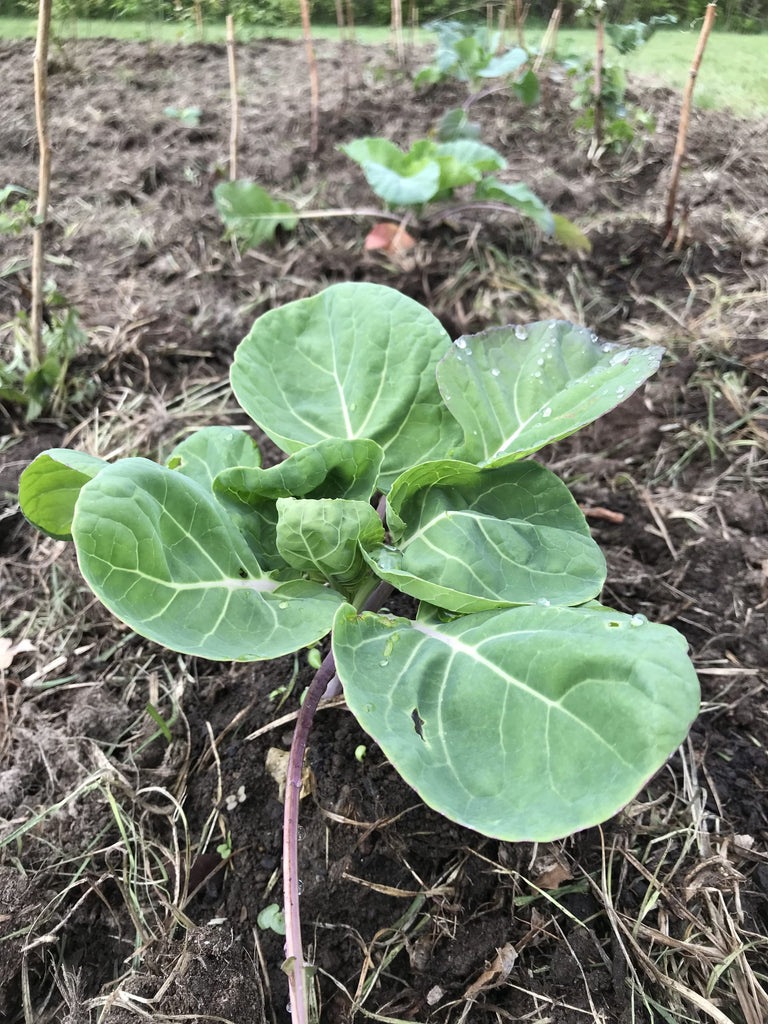 My Big List of Goals I’m Going to Accomplish in 2022 Week 21 of 52